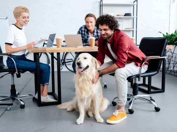 משרד ידידותי לכלבים